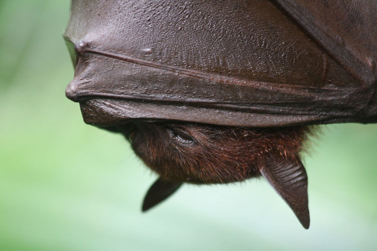 Close-up of flying fox in singapore
