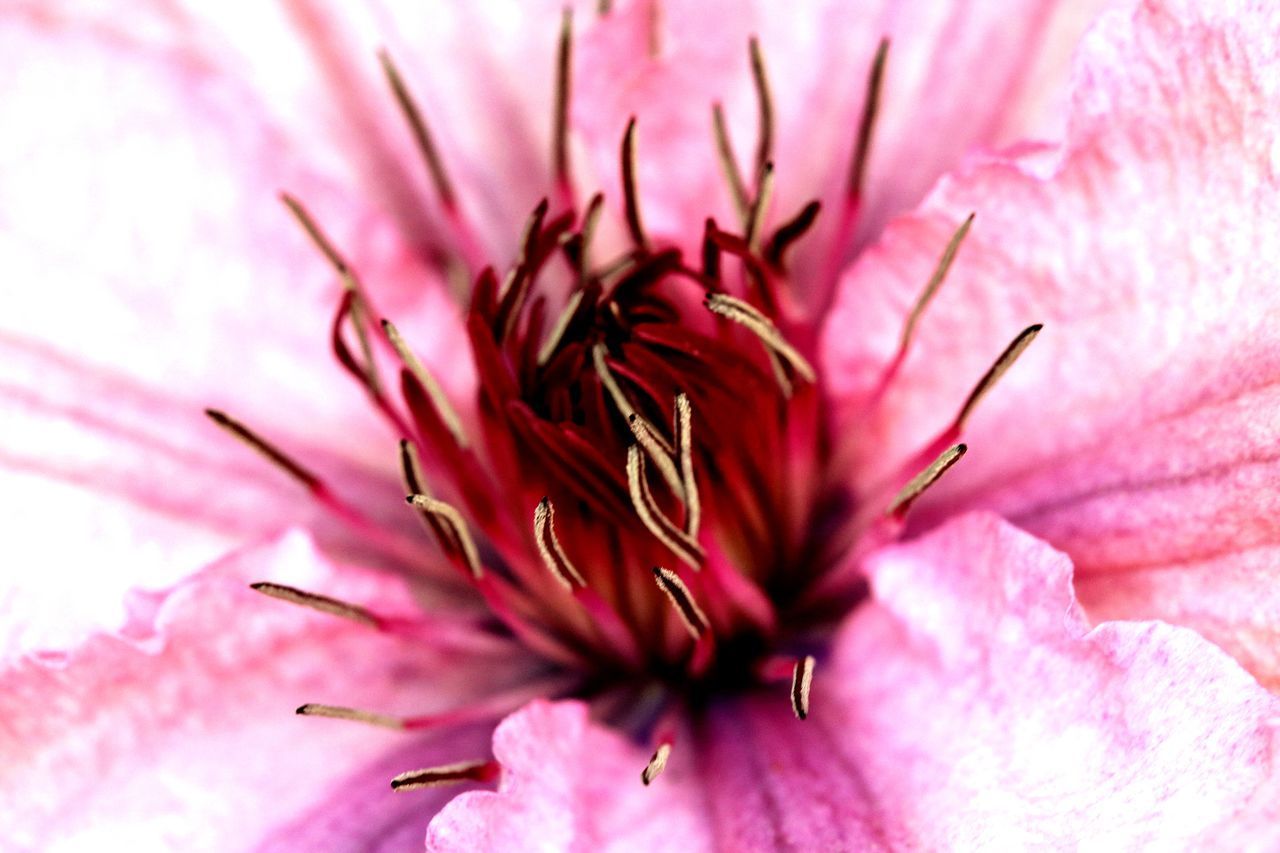 EXTREME CLOSE-UP OF PINK FLOWER