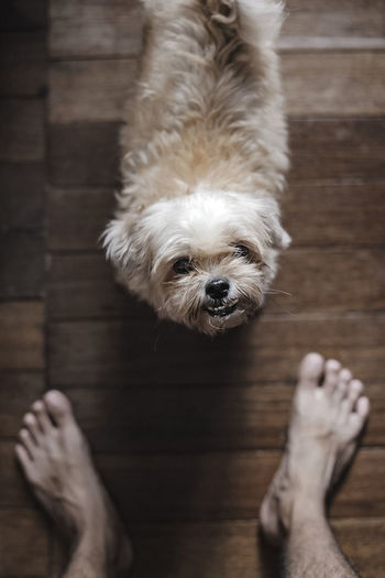 Low section of man standing by dog on hardwood floor