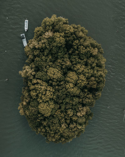 High angle view of fresh plants in water