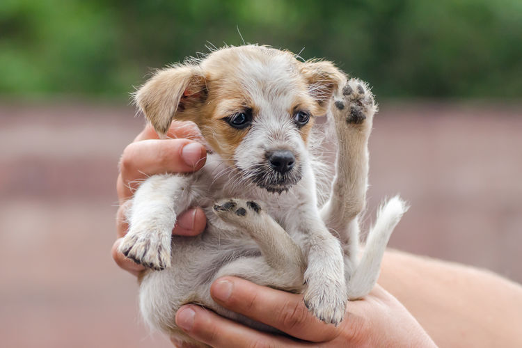 Close-up of hand holding puppy
