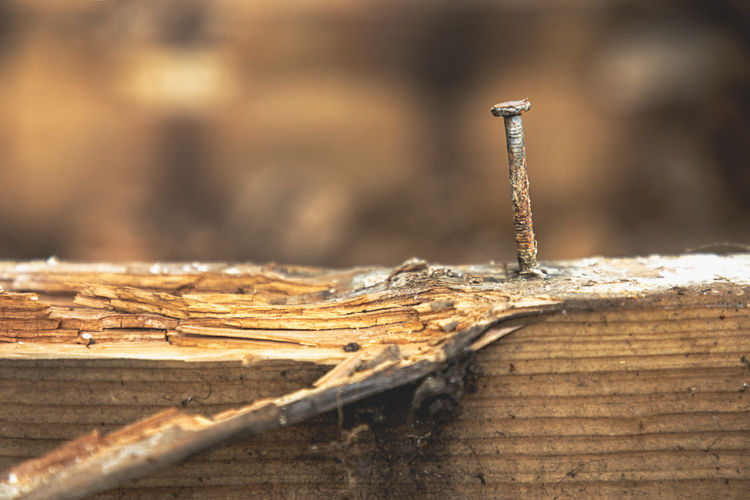 Stay strong. rusty nail on a rotten plank