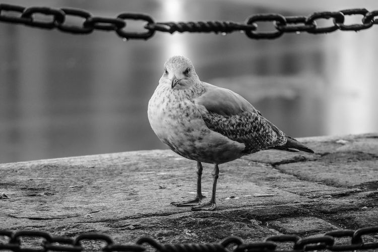 Close-up of seagull perching on metal