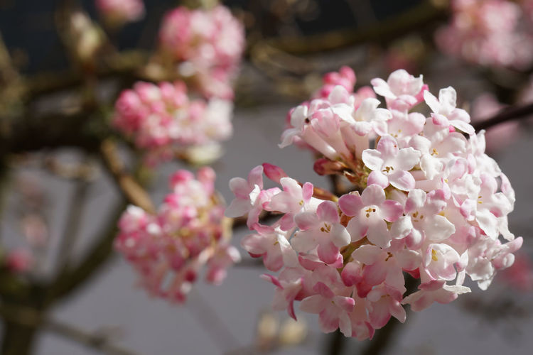 Close-up of viburnum blossoms
