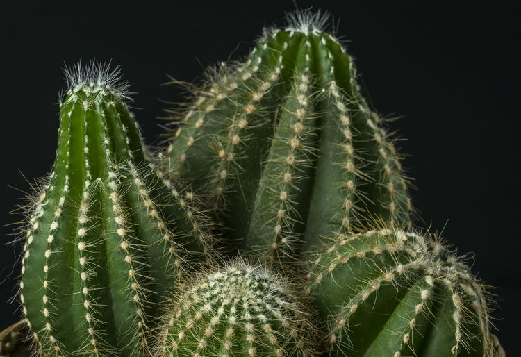 Prickly cactus close-up