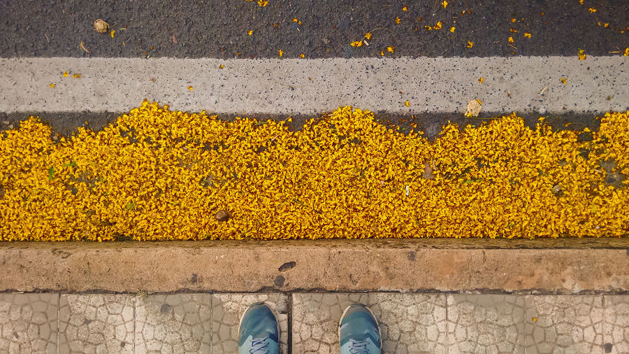 Low section of person standing on yellow flower