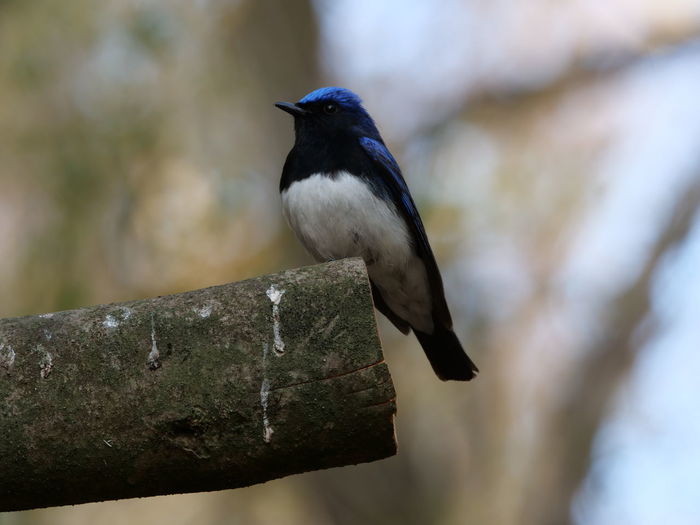 Close-up of bird perching on wood