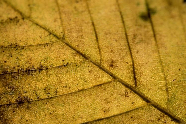 Full frame shot of autumn leaf