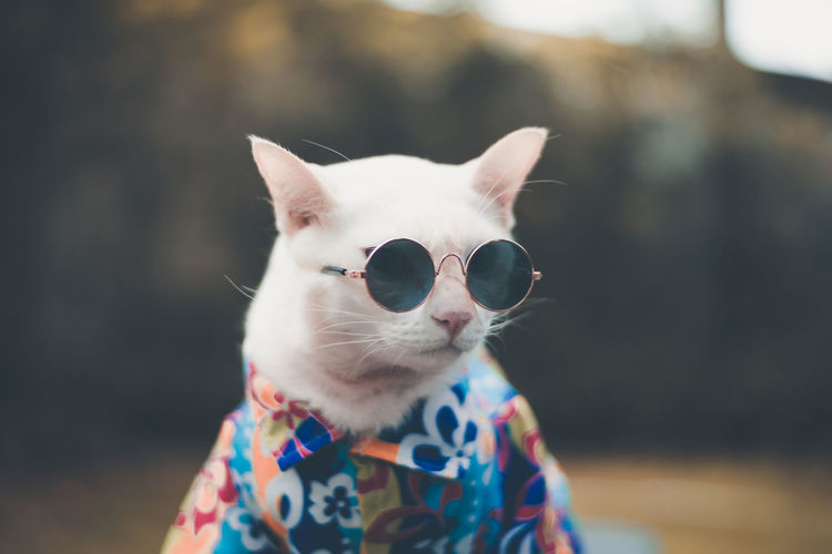 Close-up of cat looking away