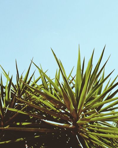 Close-up of fresh plants against clear sky
