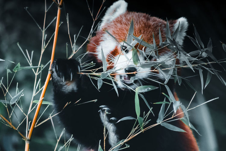 Close-up of a red panda