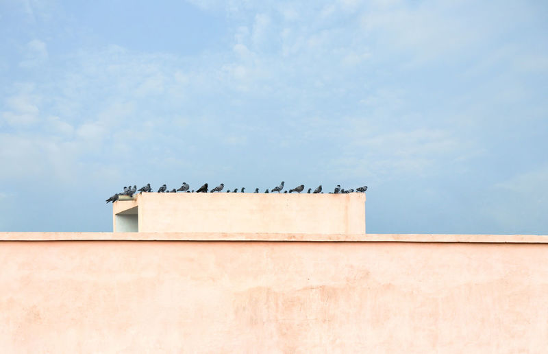 Pigeons. flock of pigeons on the roof building in india