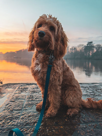 Dog sitting at a river bank 