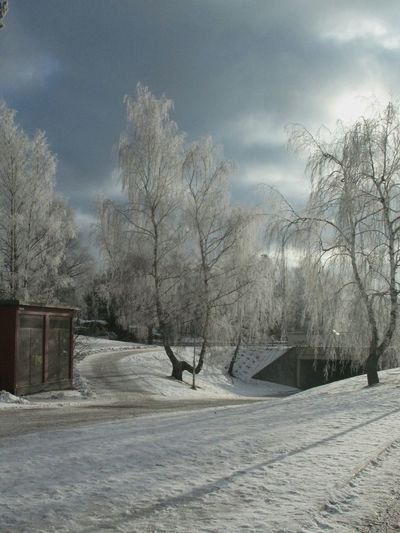 Bare trees by road against cloudy sky