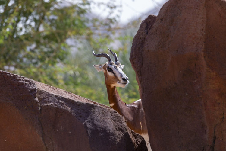 Deer on rock