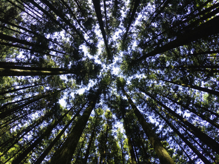Low angle view of trees in forest