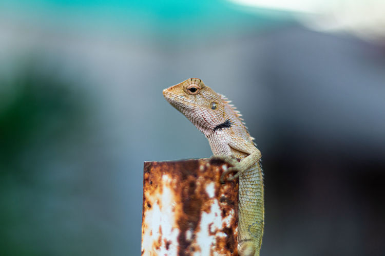 Close-up of a lizard on iron