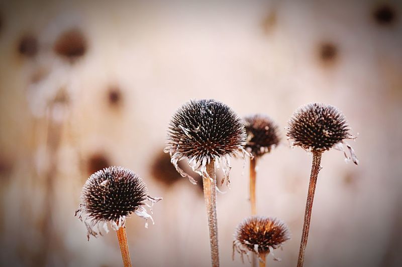 Close-up of dry thistle flowers