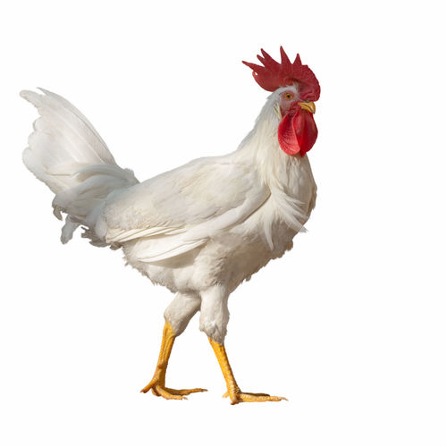 View of rooster on white background