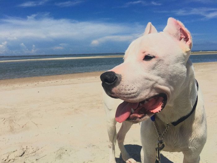 Dogo argentino looking away while standing at beach against sky