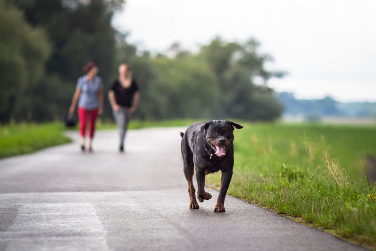 Rottweiler walking on footpath with friends in background