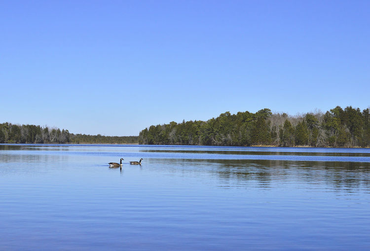 Swan on lake against clear blue sky
