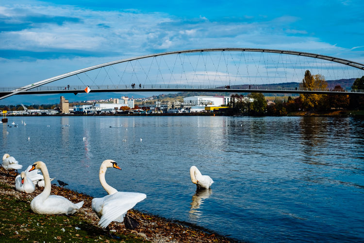 Birds on bridge over river against sky in city