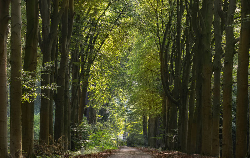 Scenic view of trees in forest