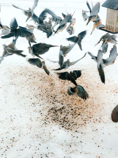 High angle view of birds flying