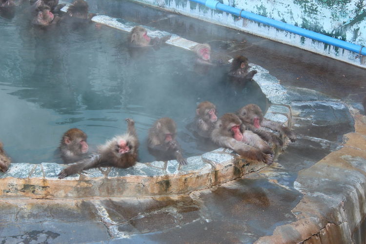 High angle view of monkeys in hot water