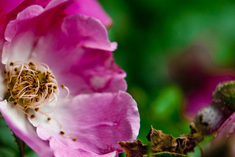 Close-up of pink flower