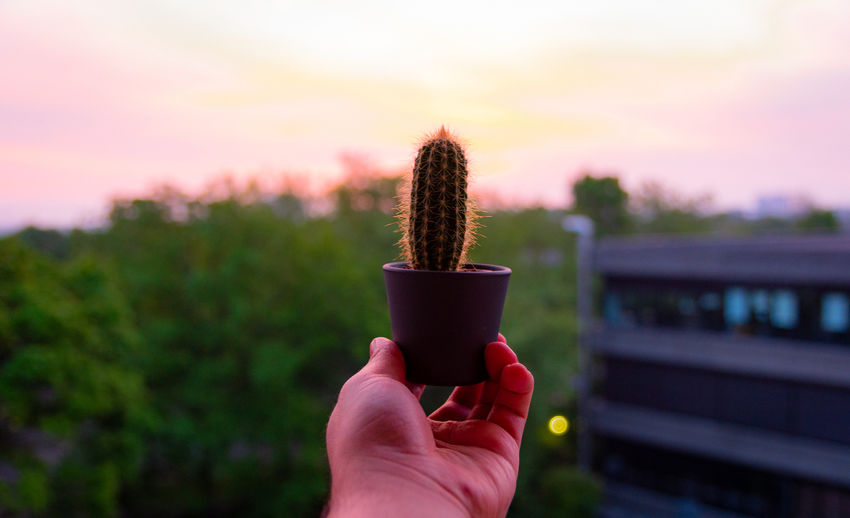 Cropped hand of person holding potted plant against sky during sunset