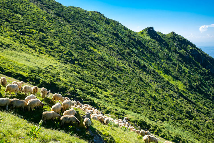 Panoramic shot of sheep grazing on land