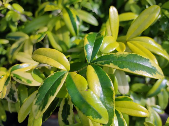Close-up of green plant