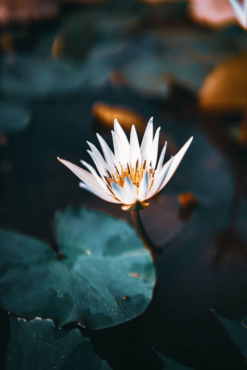 Close-up of lotus water lily in pond | ID: 180609096