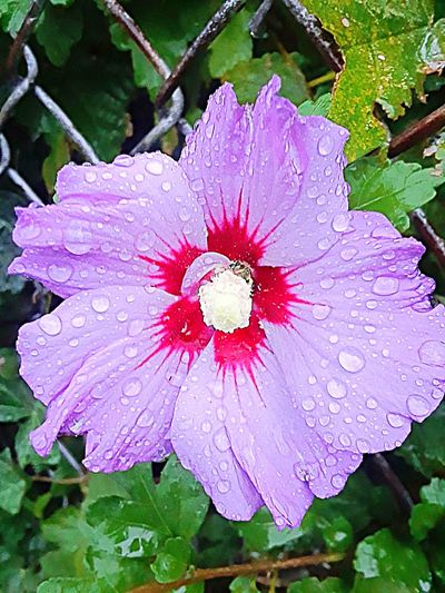 Close-up of wet hibiscus blooming outdoors