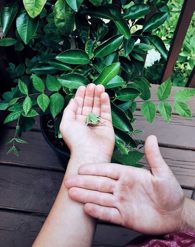 Close-up of hand with green fog by potted plant at porch