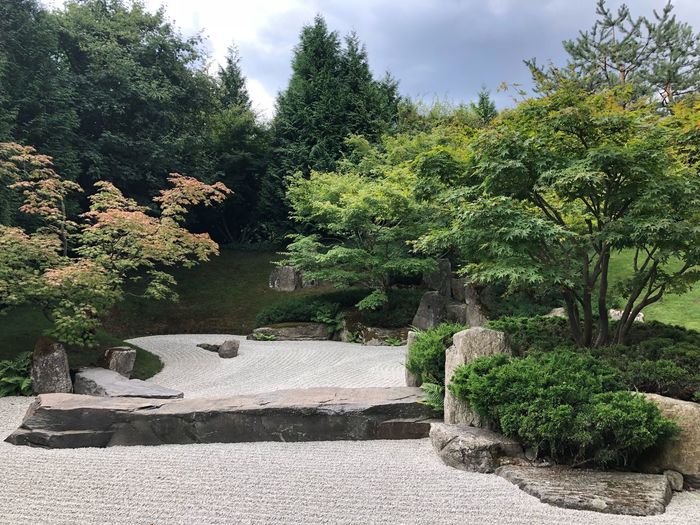 View of trees in park