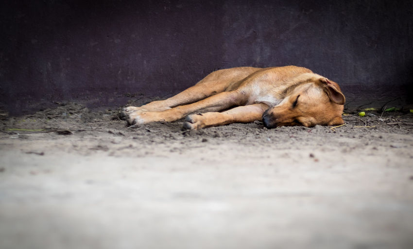 View of a dog sleeping on footpath