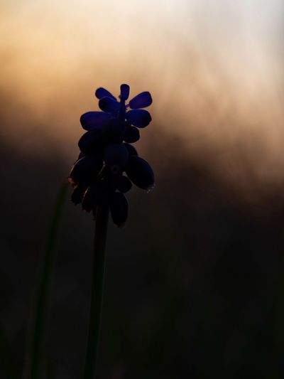 Close-up of flowering plant against sky during sunset