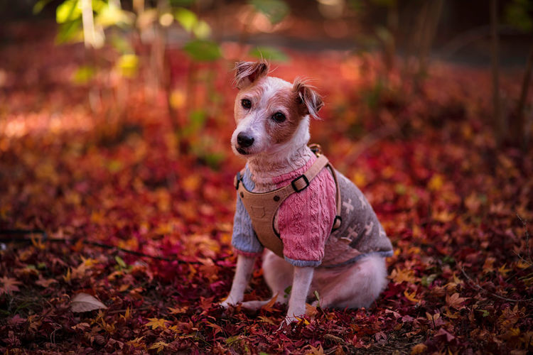 Portrait of dog sitting on ground during autumn