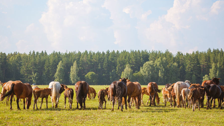 Beautiful horses of different colors graze in the pasture at the horse farm. horse breeding