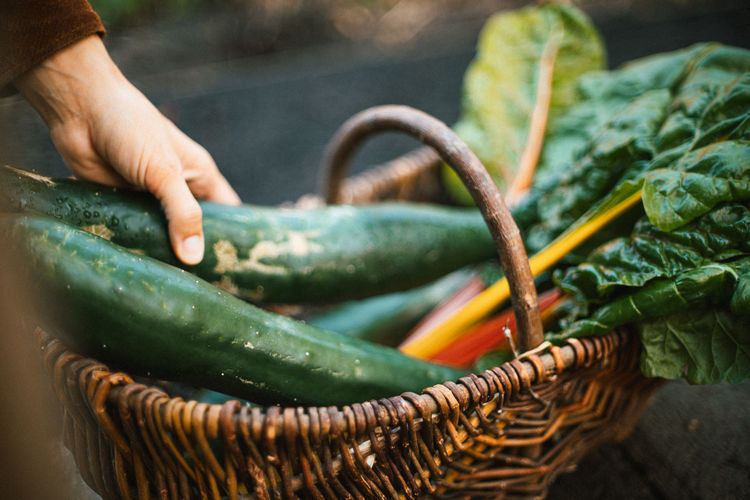 Cropped hand of woman holding vegetables in basket