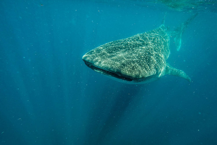 Whale shark swimming in sea