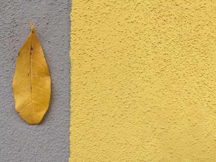Close-up of yellow leaf against background