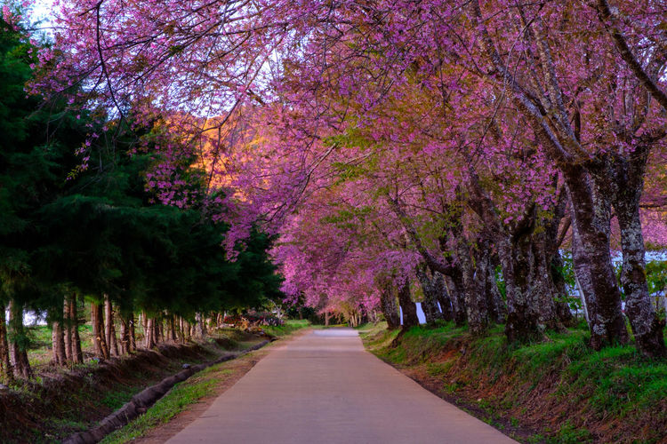 View of flowering trees by road