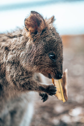 Quokka only inhabits in western australia, mostly on rottnest island. 
