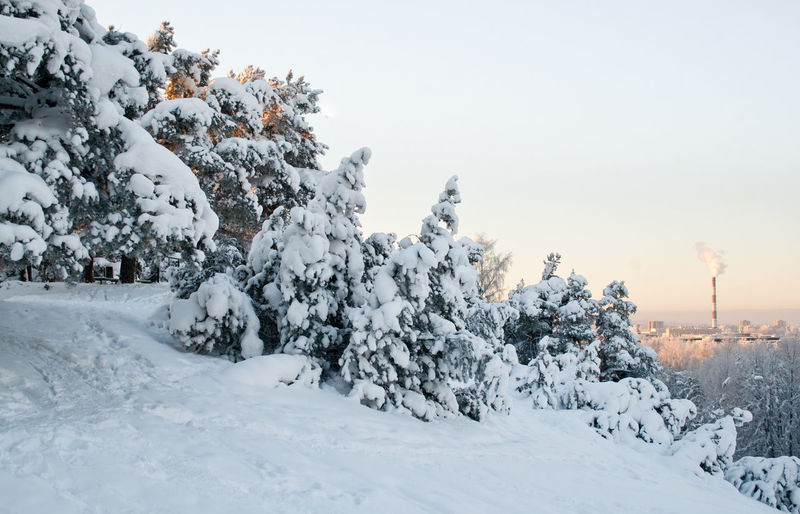 Evergreen pine trees covered with heavy snow. winter nature theme.