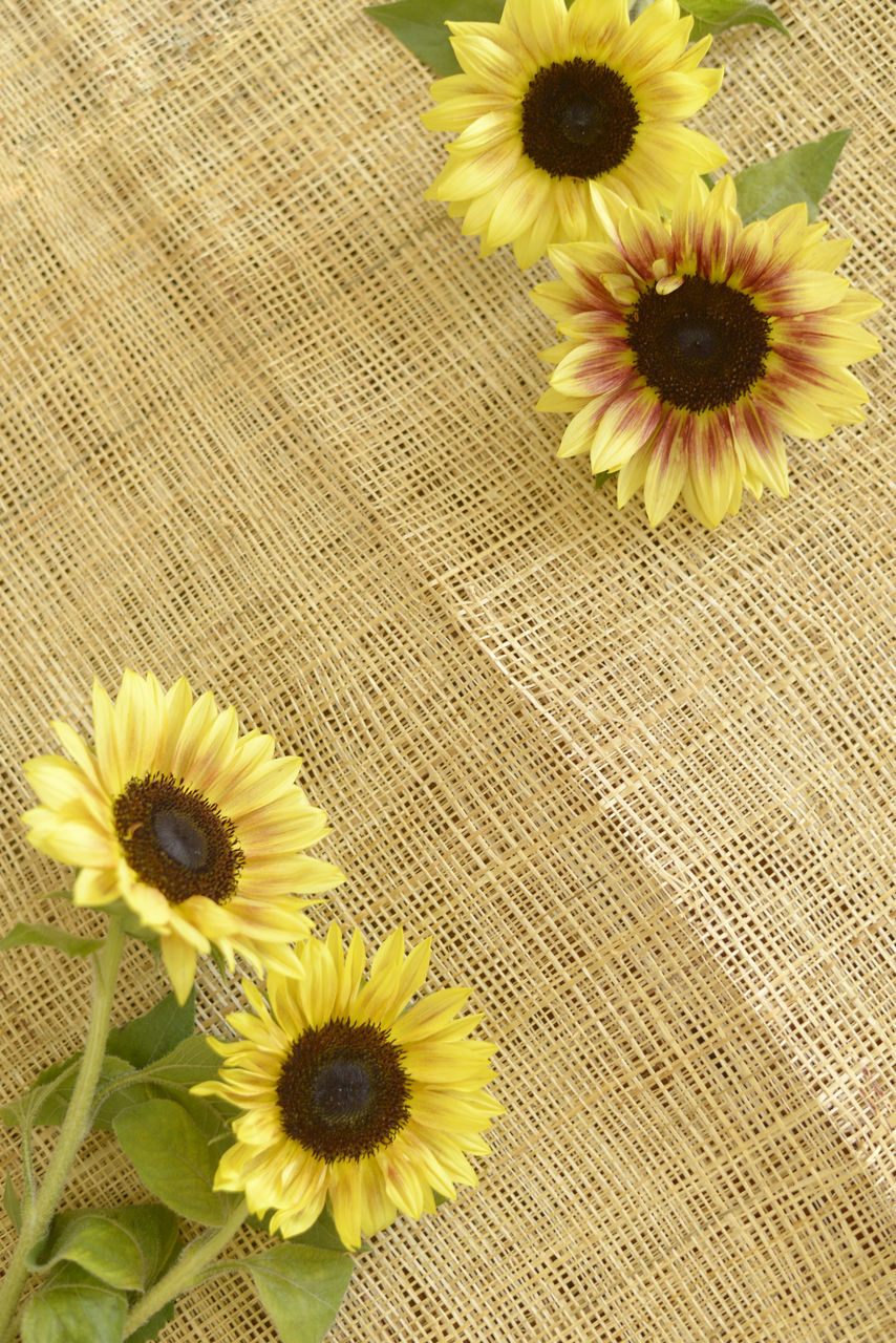 HIGH ANGLE VIEW OF YELLOW DAISY FLOWER ON FLOOR
