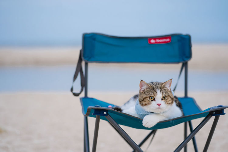 Cat sitting on beach
